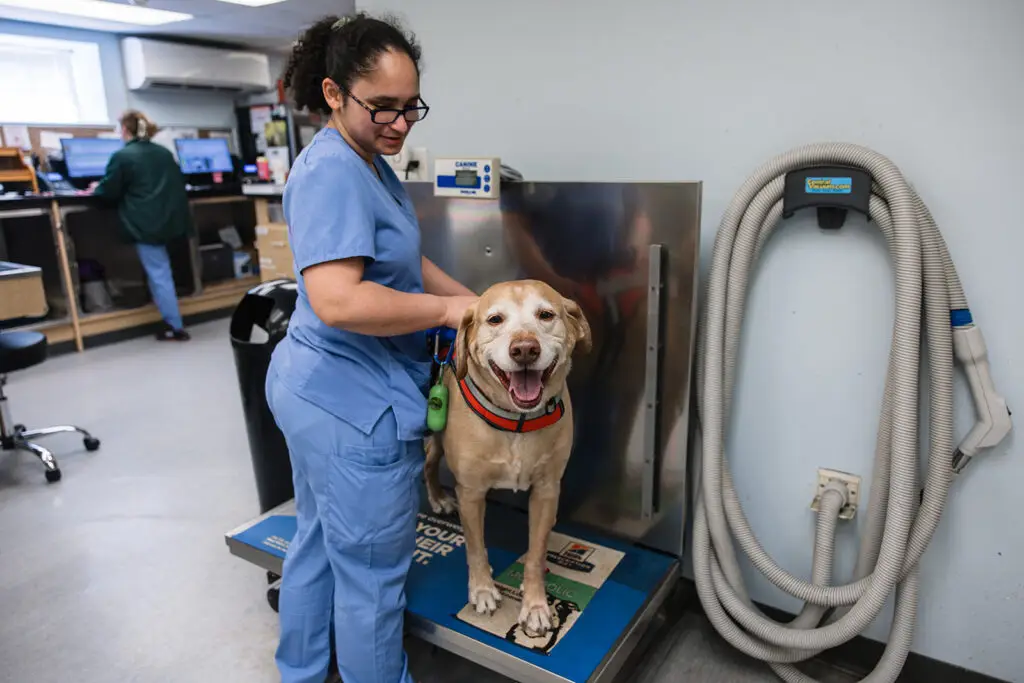 A happy dog stands on the scale at Essex Middle River Veterinary Center.