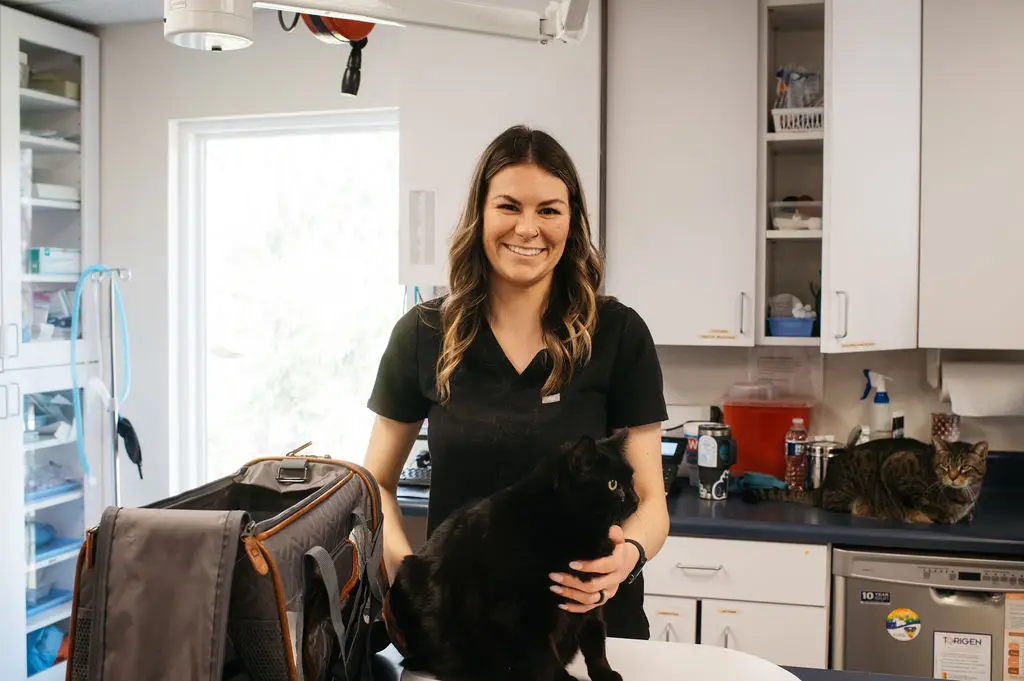 A black cat is examined by a veterinarian in Corryton, TN.