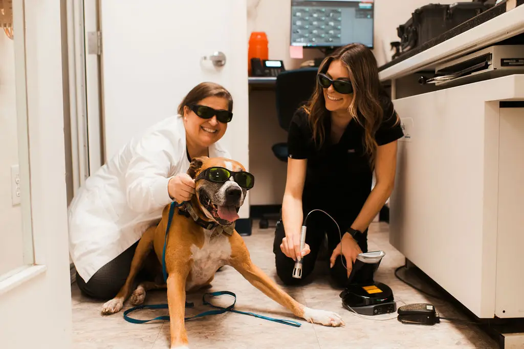 A dog receives laser therapy at Tazewell Pike Animal Clinic.