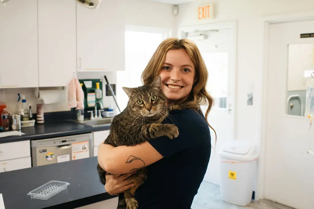 A tabby cat is hugged by veterinary staff in Corryton, TN.